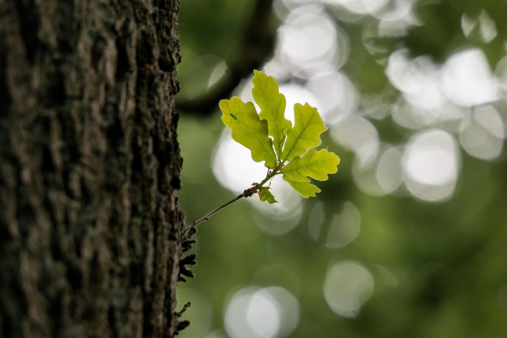 Oak tree