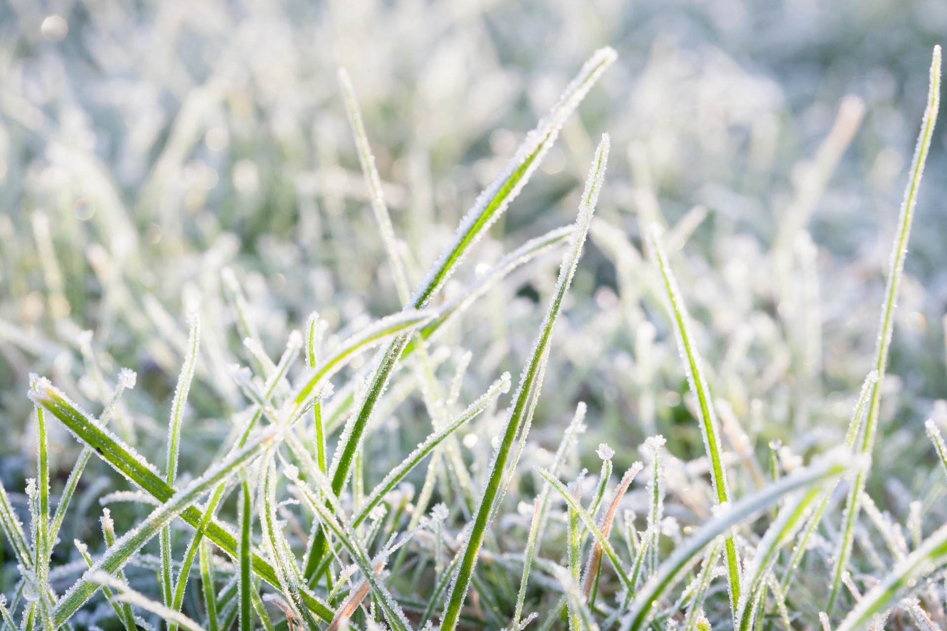 frozen grass